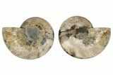 6.45" Cut & Polished, Agatized Ammonite Fossil - Madagascar - #191552-1